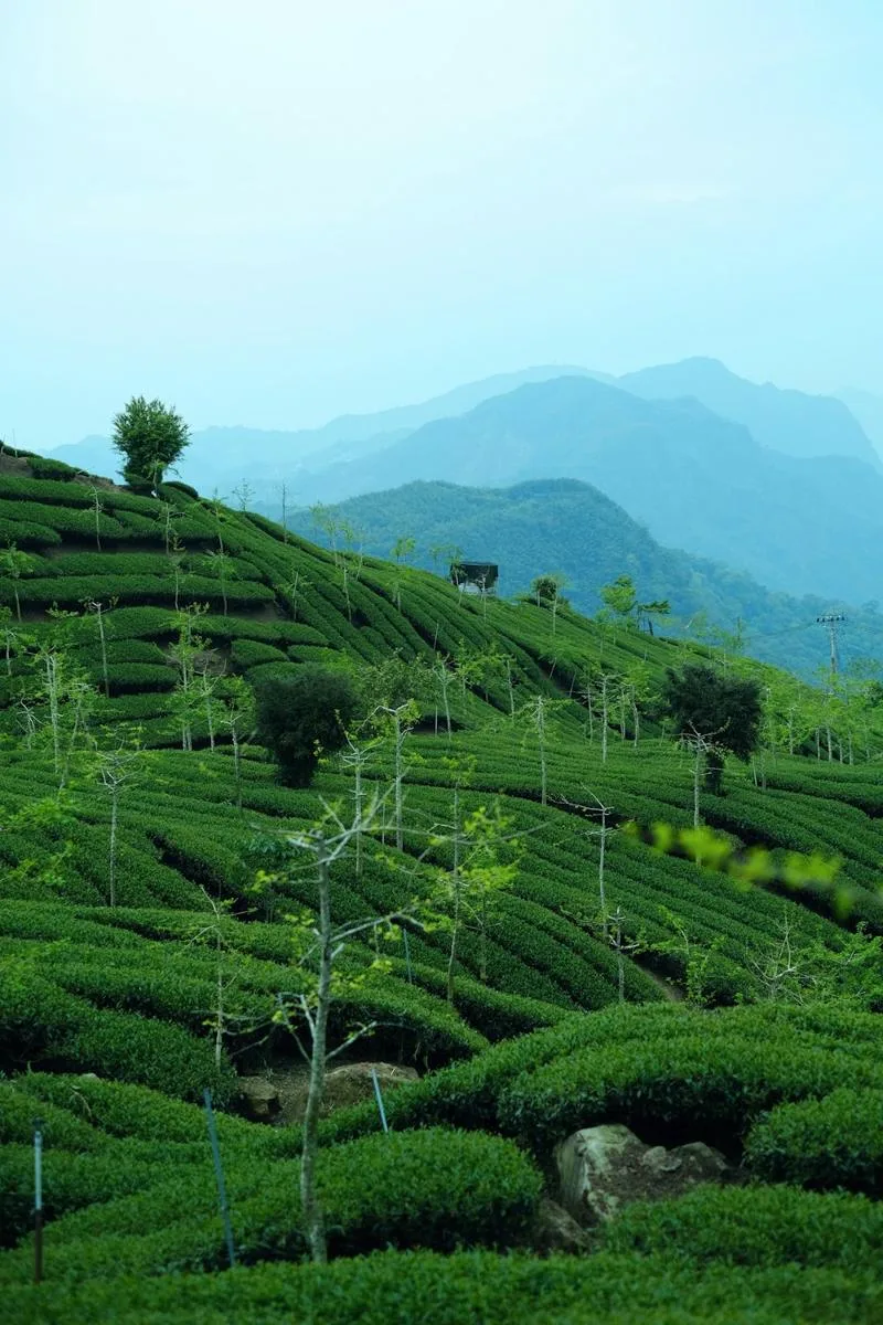 Tea terraces on a hillside